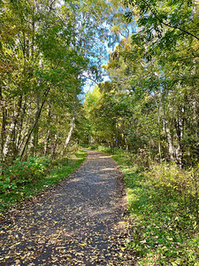 Forest Walk through the Scottish Highlands